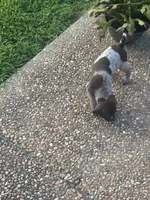 Female 2 Liver/Roan, a female German Shorthaired Pointer for sale in Suffolk, VA – 3 of 3