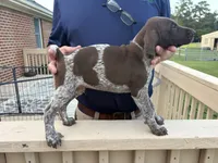 GSP Male, a male German Shorthaired Pointer for sale in Suffolk, VA – 1 of 7