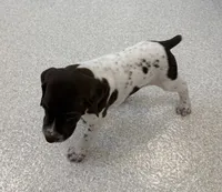 GSP Male, a male German Shorthaired Pointer for sale in Suffolk, VA – 2 of 6