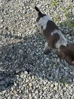 GSP FEMALE, a female German Shorthaired Pointer for sale in Suffolk, VA – 4 of 10