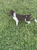 Liver/White GSP Male, a male German Shorthaired Pointer for sale in Suffolk, VA – 7 of 7