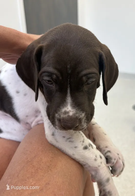 GSP Male – German Shorthaired Pointer puppy for sale in Suffolk, VA