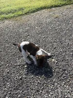 Liver/White GSP Female, a female German Shorthaired Pointer for sale in Suffolk, VA – 8 of 8