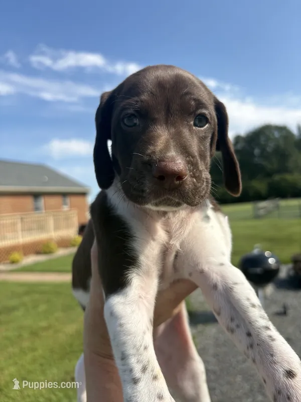 Liver/White GSP Female – German Shorthaired Pointer puppy for sale in Suffolk, VA