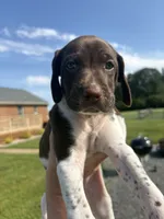 Liver/White GSP Female, a female German Shorthaired Pointer for sale in Suffolk, VA – 1 of 8