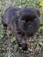 Penny CKC, a female Shih Tzu for sale in Suffolk, VA – Photo 2 of 2