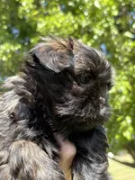 Penny CKC-LAST ONE LEFT!, a female Shih Tzu for sale in Suffolk, VA – Photo 6 of 7