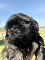 Penny CKC-LAST ONE LEFT!, a female Shih Tzu for sale in Suffolk, VA – Photo 2 of 7