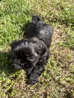 Penny CKC-LAST ONE LEFT!, a female Shih Tzu for sale in Suffolk, VA – Photo 7 of 7