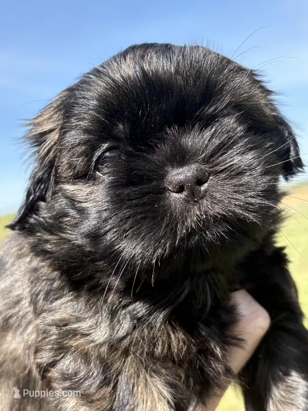 Penny CKC – Shih Tzu puppy for sale in Suffolk, VA