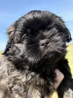 Penny CKC-LAST ONE LEFT!, a female Shih Tzu for sale in Suffolk, VA – Photo 1 of 7