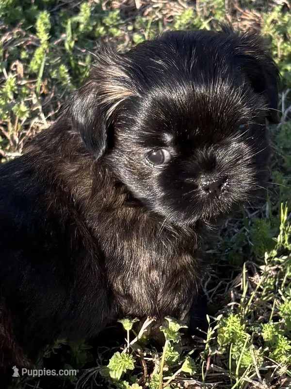Penny – Shih Tzu puppy for sale in Suffolk, VA