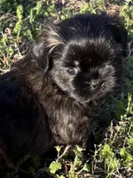 Penny CKC, a female Shih Tzu for sale in Suffolk, VA – Photo 1 of 2