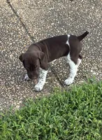 GSP Male, a male German Shorthaired Pointer for sale in Suffolk, VA – 4 of 10