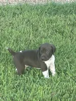 Male 2, a male German Shorthaired Pointer for sale in Suffolk, VA – 2 of 2