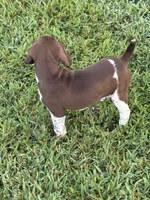 GSP Male, a male German Shorthaired Pointer for sale in Suffolk, VA – 9 of 10