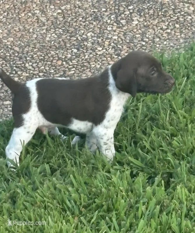 Male 4 – German Shorthaired Pointer puppy for sale in Suffolk, VA