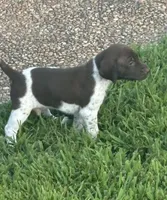 Male 4, a male German Shorthaired Pointer for sale in Suffolk, VA – 1 of 1