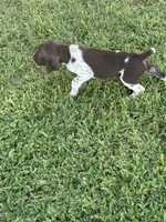 Liver/White GSP Male, a male German Shorthaired Pointer for sale in Suffolk, VA – 5 of 7