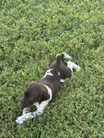 Liver/White GSP Male, a male German Shorthaired Pointer for sale in Suffolk, VA – 3 of 7