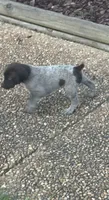 Male 3, a male German Shorthaired Pointer for sale in Suffolk, VA – 2 of 2