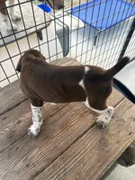 GSP Male, a male German Shorthaired Pointer for sale in Suffolk, VA – 10 of 10