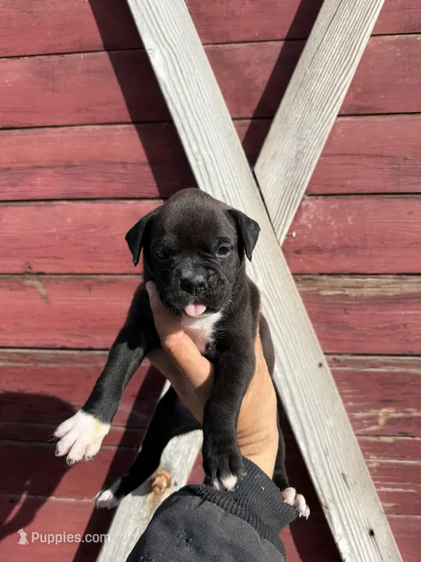 Sealed  – Boxer puppy for sale in Gustine, CA