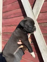 Sealed , a female Boxer for sale in Gustine, CA – Photo 3 of 3