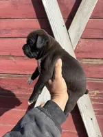 Sealed , a female Boxer for sale in Gustine, CA – Photo 2 of 3