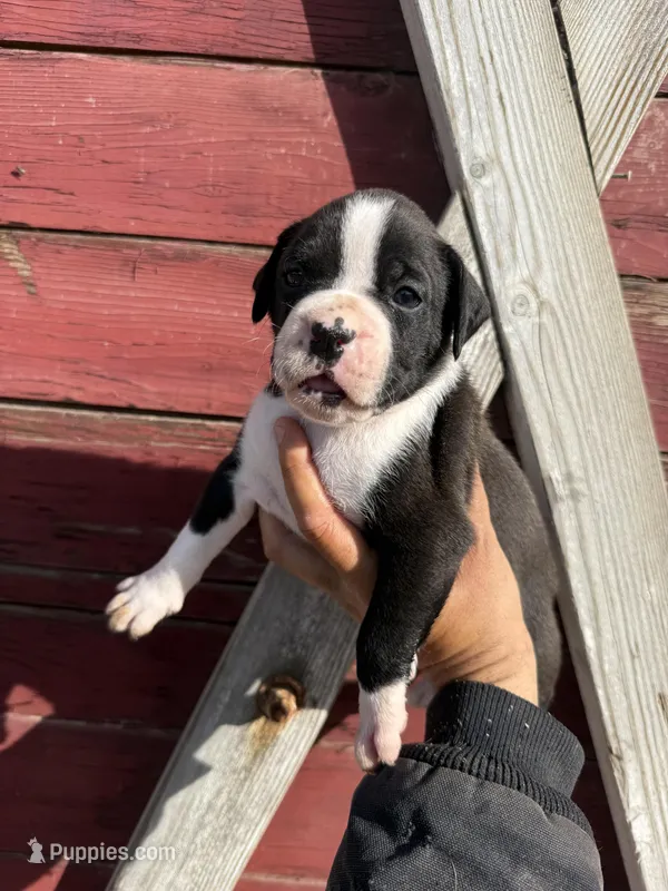 Sealed  – Boxer puppy for sale in Gustine, CA