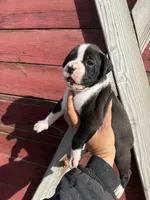 Sealed , a female Boxer for sale in Gustine, CA – Photo 3 of 3