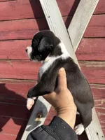 Sealed , a female Boxer for sale in Gustine, CA – Photo 2 of 3