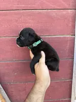 Green, a male Boxer for sale in Newman, CA – 3 of 4