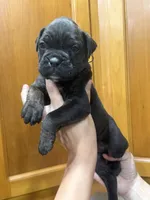 Boxer , a male Boxer for sale in Gustine, CA – Photo 1 of 3