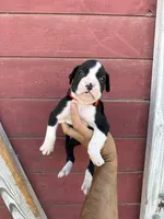 Red, a male Boxer for sale in Newman, CA – 4 of 5