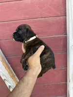 White, a male Boxer for sale in Newman, CA – 4 of 7