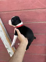 Red, a male Boxer for sale in Newman, CA – 3 of 5