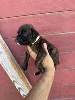 White, a male Boxer for sale in Newman, CA – 3 of 7