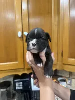 Boxer , a female Boxer for sale in Gustine, CA – Photo 1 of 3