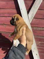 Fawn, a male Boxer for sale in Gustine, CA – Photo 3 of 3