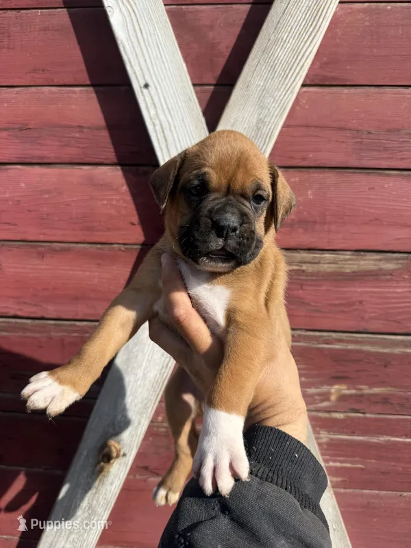 Fawn – Boxer puppy for sale in Gustine, CA
