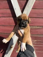 Fawn, a male Boxer for sale in Gustine, CA – Photo 1 of 3