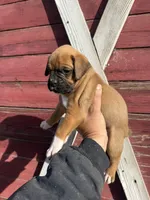 Fawn, a male Boxer for sale in Gustine, CA – Photo 2 of 3