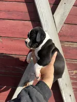 Sealed , a female Boxer for sale in Gustine, CA – Photo 3 of 4