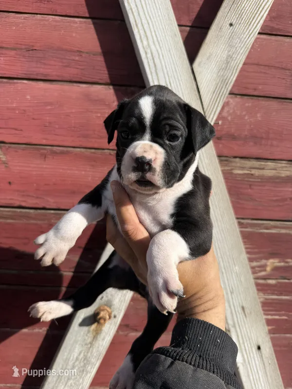 Sealed  – Boxer puppy for sale in Gustine, CA