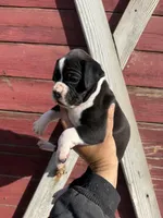 Sealed , a female Boxer for sale in Gustine, CA – Photo 2 of 4