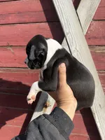 Sealed , a female Boxer for sale in Gustine, CA – Photo 4 of 4