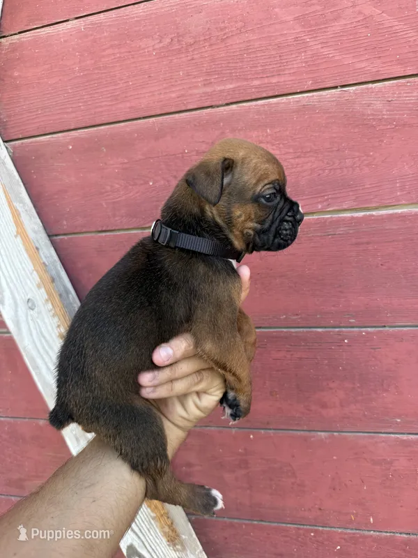 Black – Boxer puppy for sale in Newman, CA