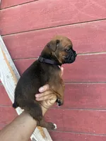 Black, a male Boxer for sale in Newman, CA – 1 of 5