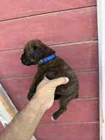 Blue, a male Boxer for sale in Newman, CA – 3 of 4